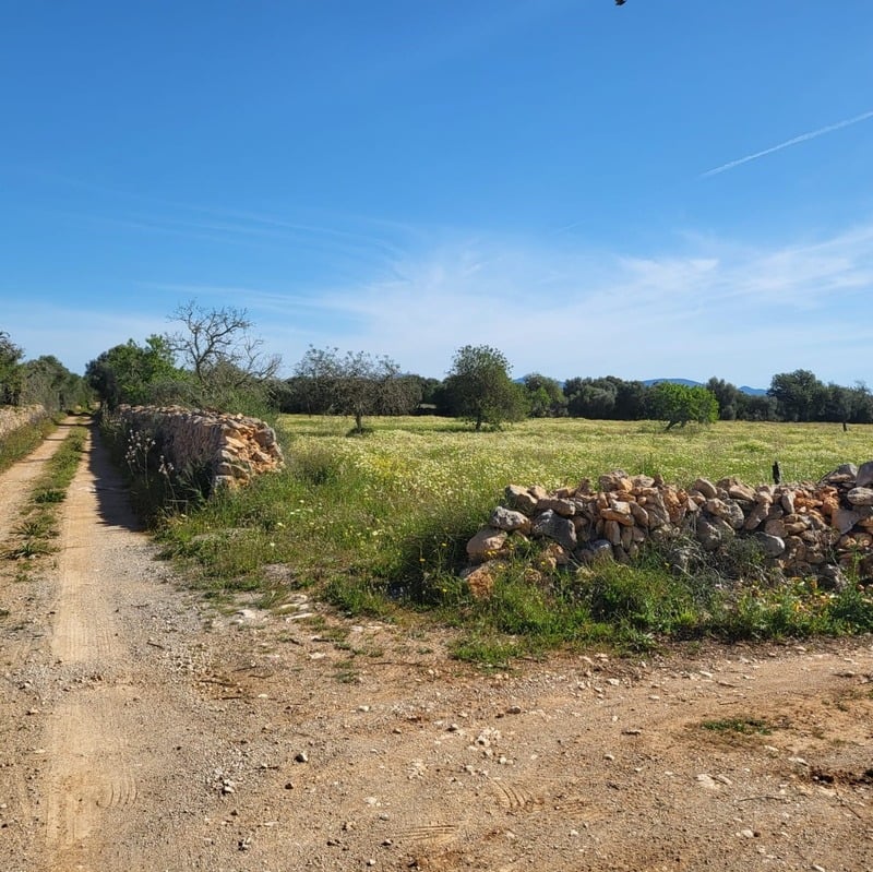 Partly fenced farm-use land — Son Corem · Campos