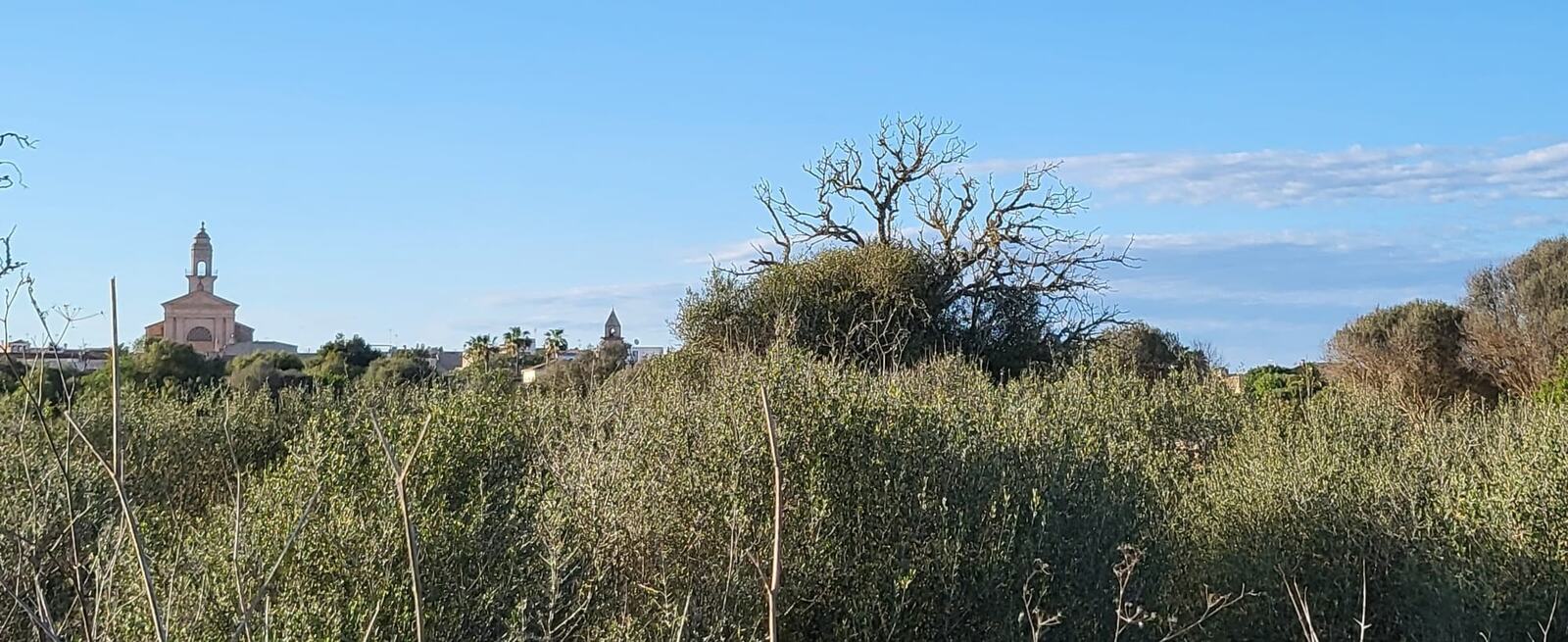 Farmland close to Ses Salines — Photograph 2