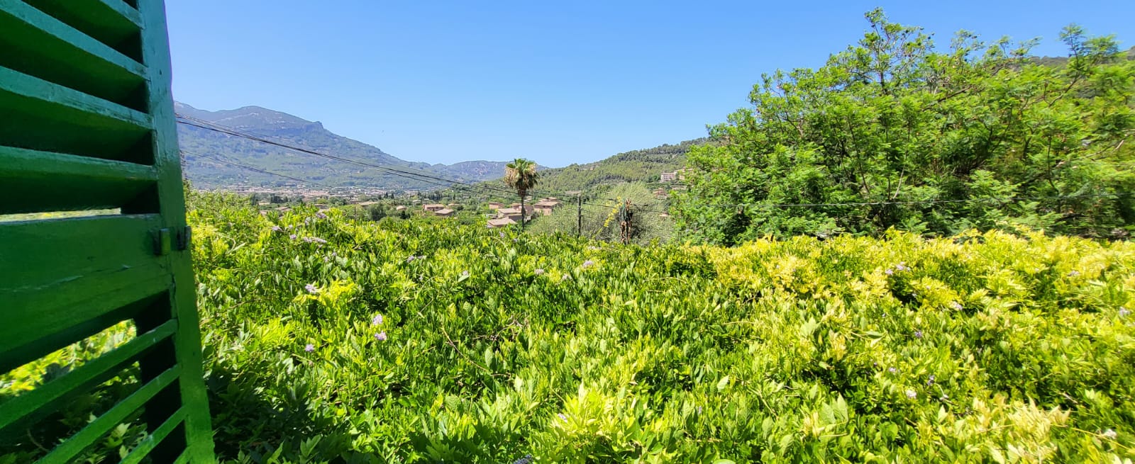 Sunny green landscape in Mallorca
