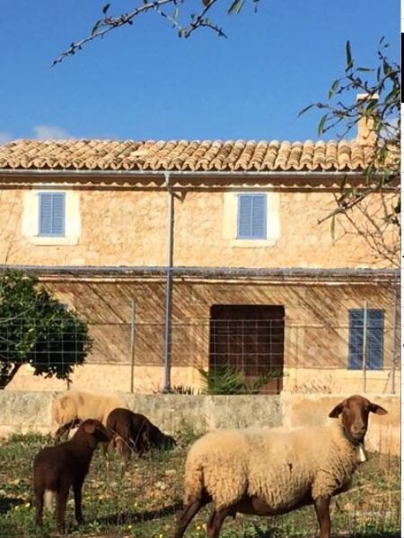 Mallorcan countryside with sheep and stone buildings